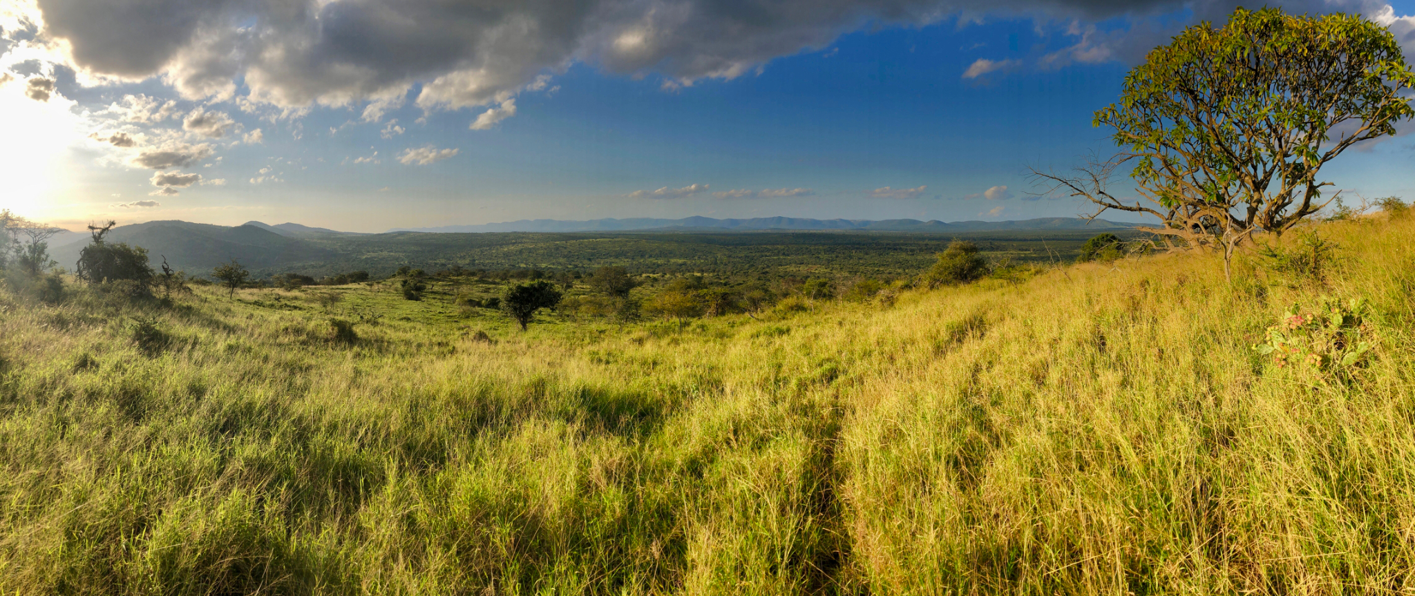 Bush Landscape